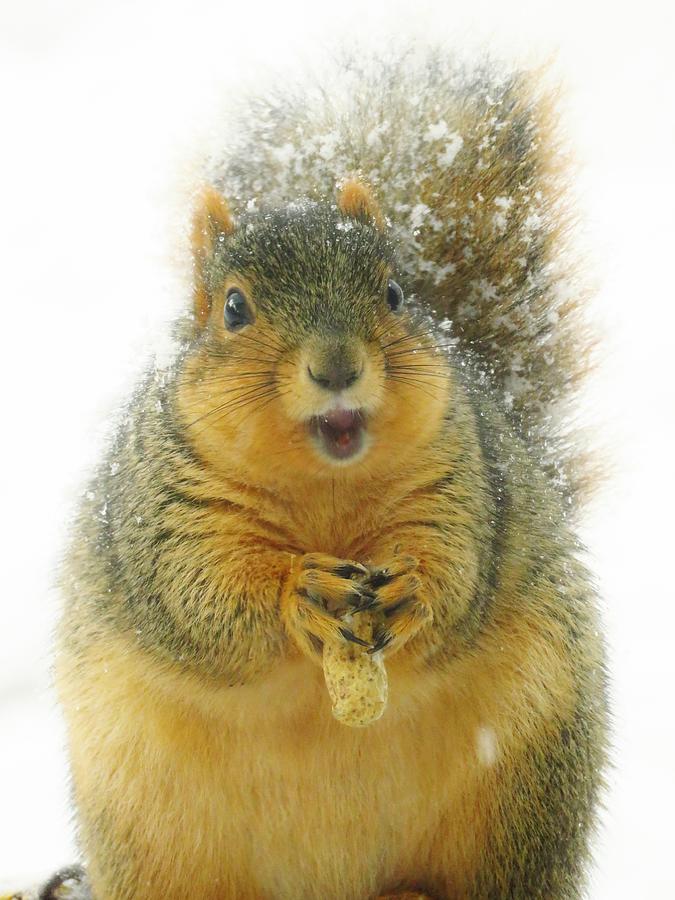 Squirrel Photograph - Cute Little Peanut by Lori Frisch
