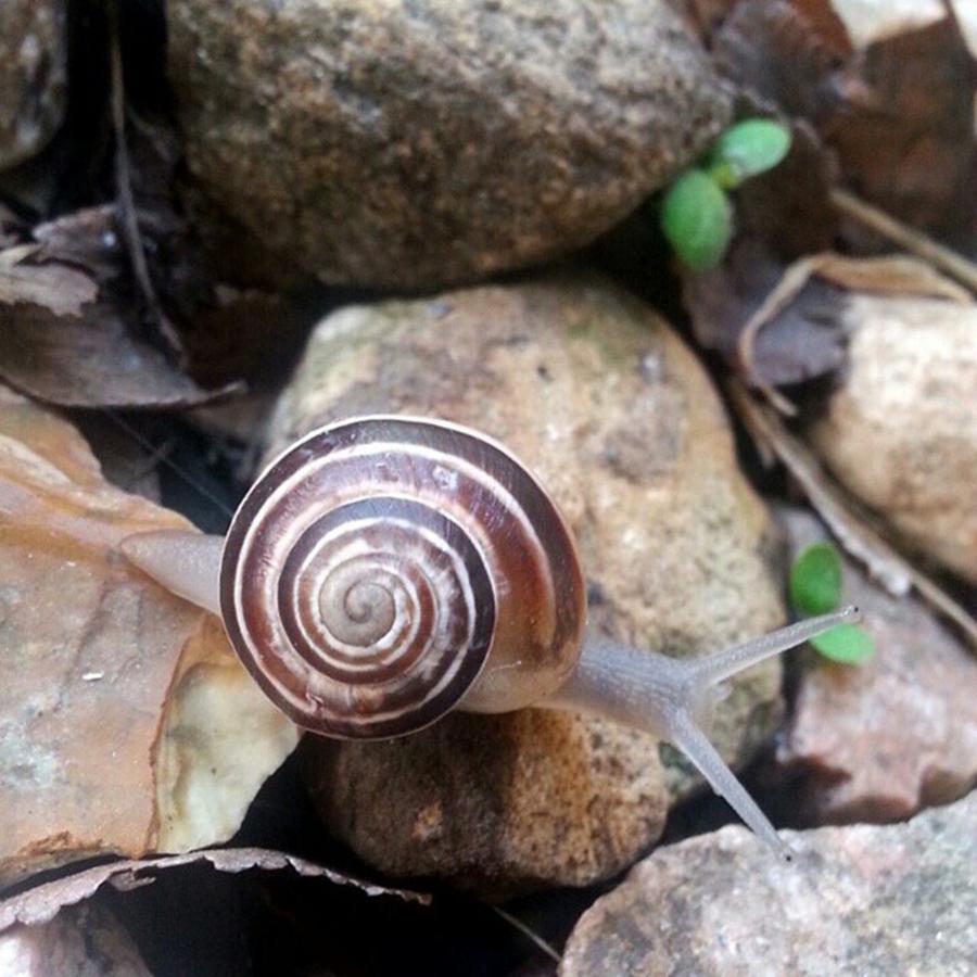 Nature Photograph - Cute Little Snails C: #snail #nature by Sasha Hickman