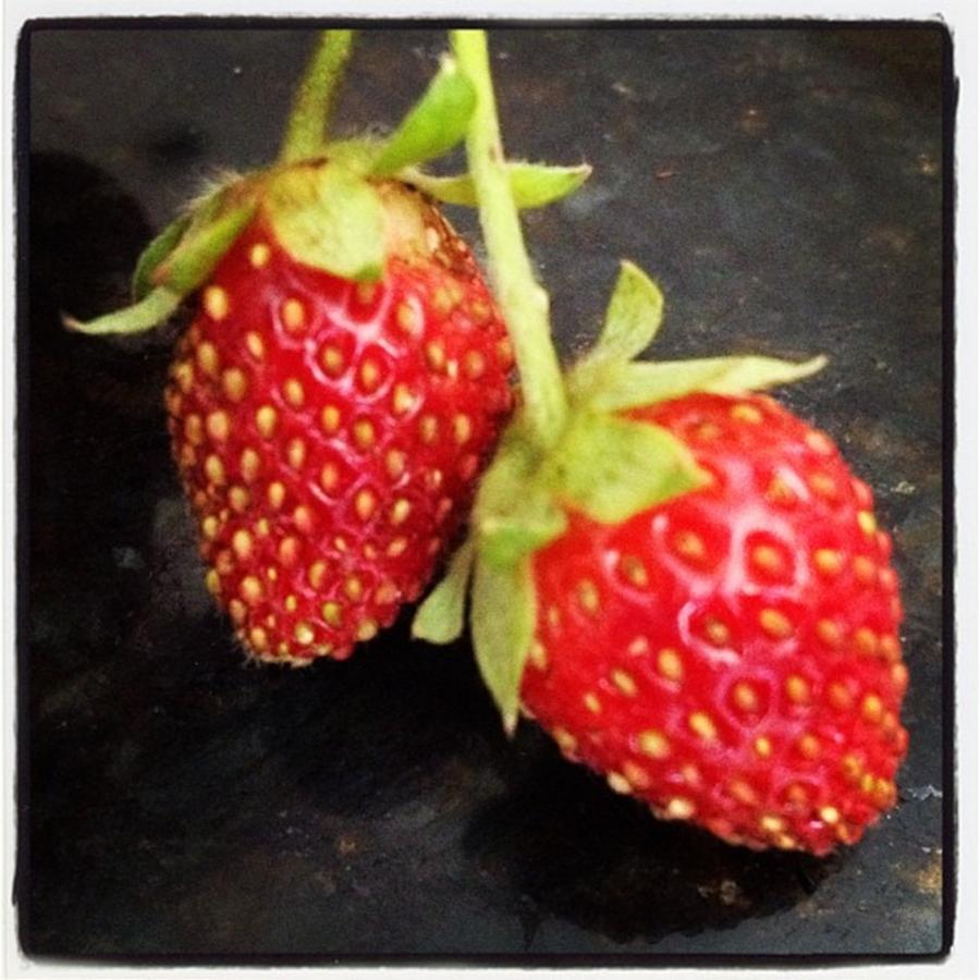 Cute Little Strawberries Growing In Our Photograph by Elizabeth Dominguez