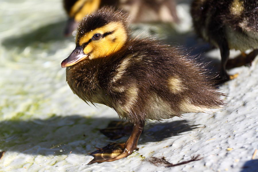 Download Cute mallard duckling Photograph by Stephen Athea