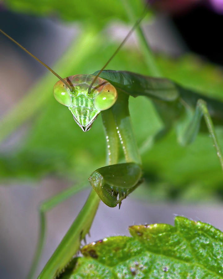 Cute Mantis Photograph by Alan Raasch