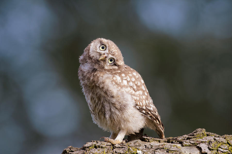 Owl Photograph - Cute, moi? - Baby Little Owl by Roeselien Raimond
