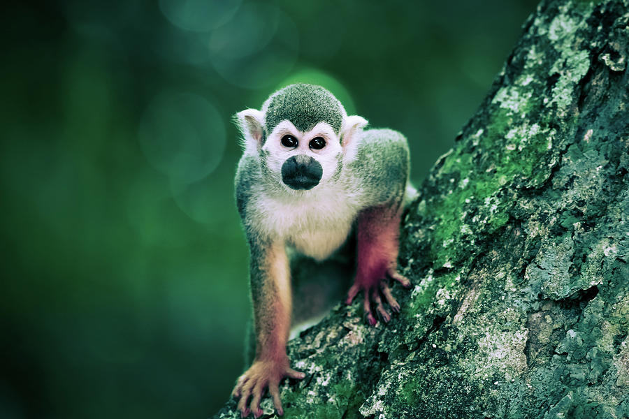Monkey Photograph - Cute Monkey On The Tree Art by Wall Art Prints