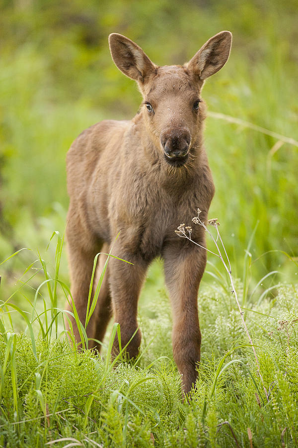 cute moose