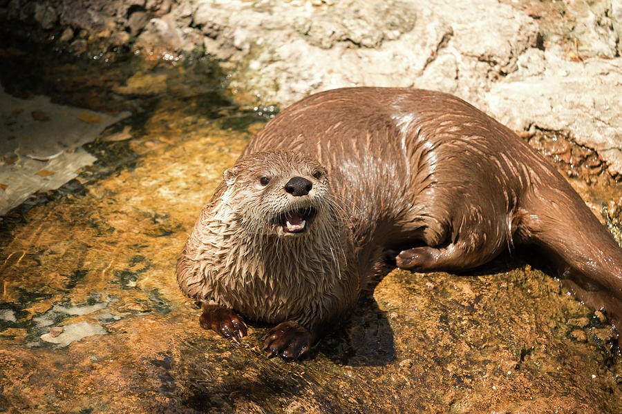 Wildlife Photograph - Cute Otter by Travis Rogers
