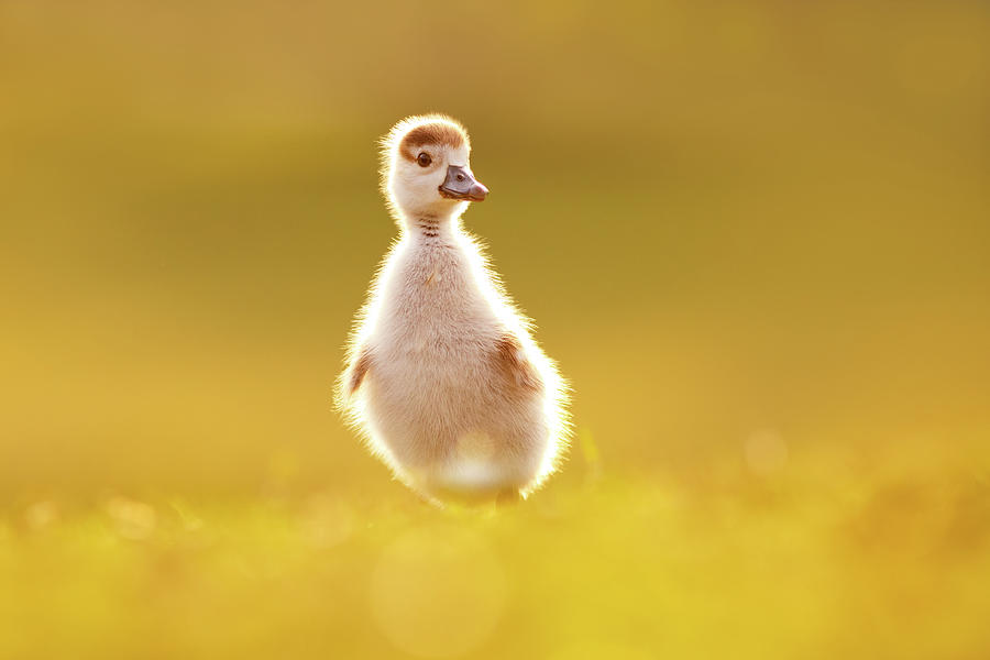 Bird Photograph - Cute Overload - Baby gosling by Roeselien Raimond