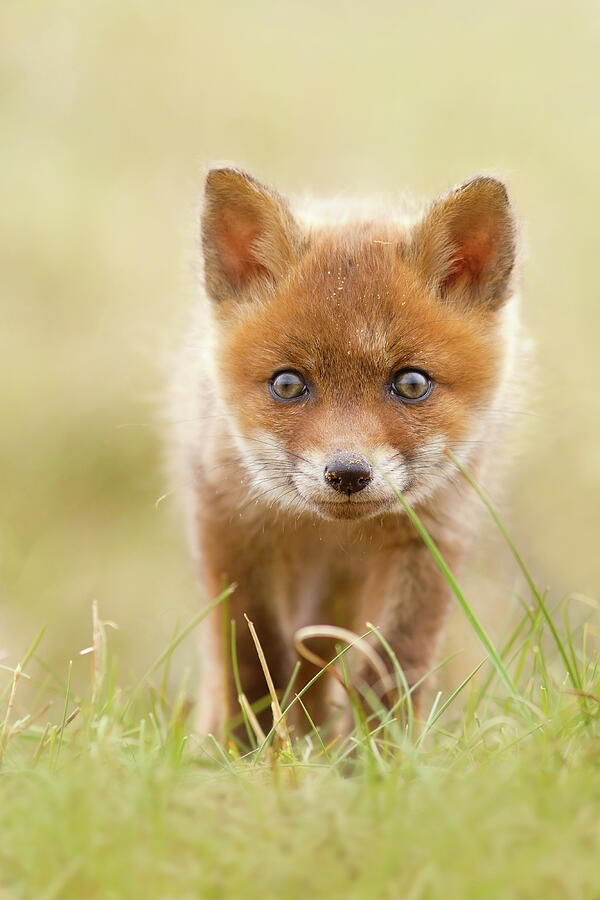 Animal Photograph - Cute Overload - Red Fox Kit by Roeselien Raimond