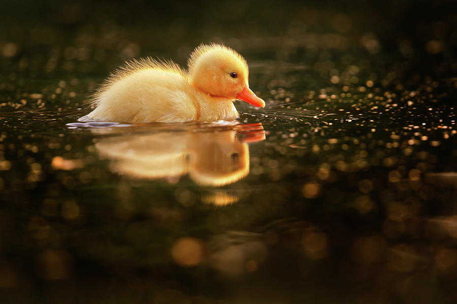 Sunset Photograph - Cute Overload Series - Baby Duck by Roeselien Raimond