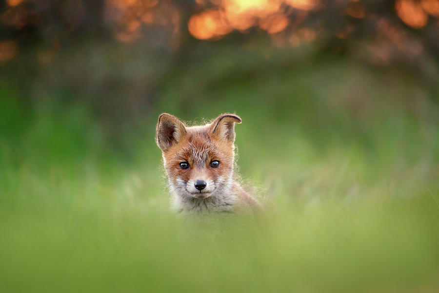 Animal Photograph - Cute Overload Series - Cute Baby Fox by Roeselien Raimond