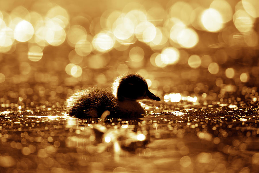 Sunset Photograph - Cute Overload Series - Duckling reflections by Roeselien Raimond