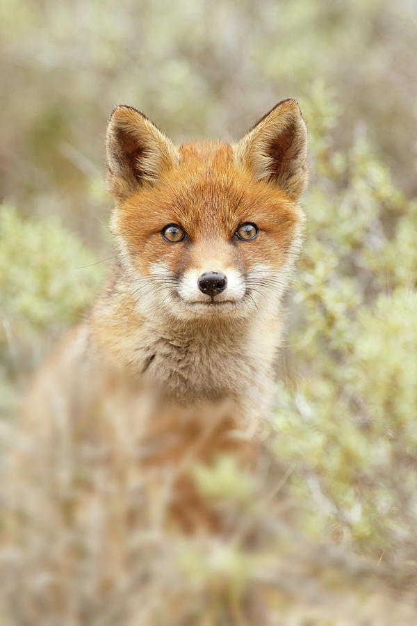 Animal Photograph - Cute Overload Series - Happy baby Fox by Roeselien Raimond