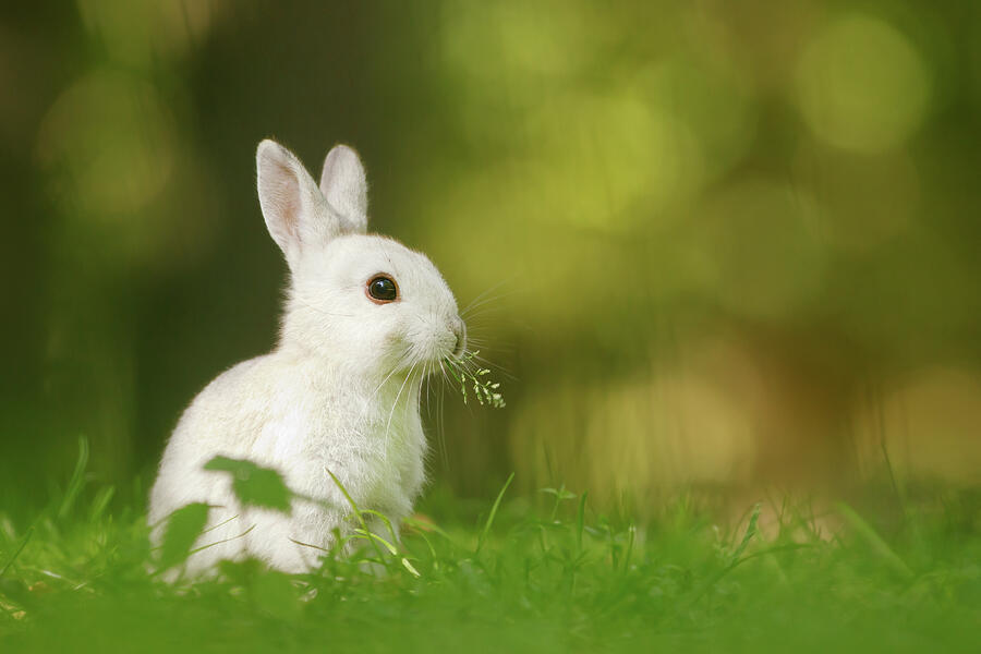 Cute Overload Series - Happy White Rabbit Photograph by Roeselien Raimond