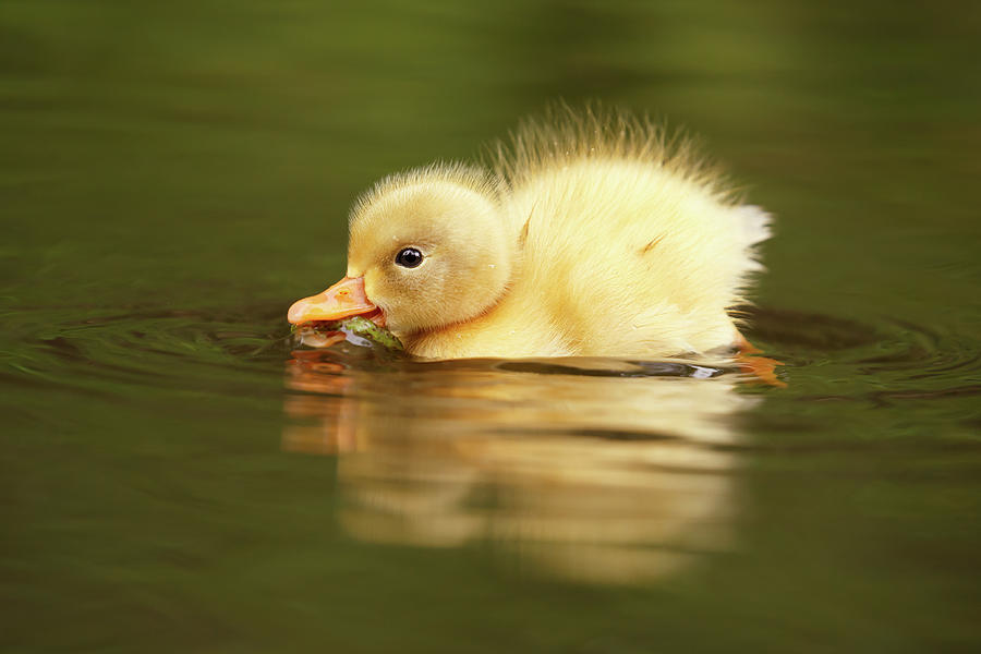 Sunset Photograph - Cute Overload Series - The Very Hungry Duckling by Roeselien Raimond
