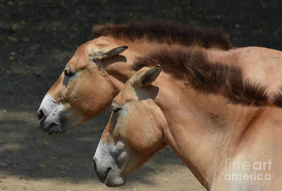Cute Pair of Mongolian Horses Up Close in Nature Photograph by DejaVu Designs
