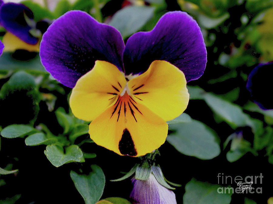 Cute Pansy Face by GG Burns Cute Pansy Face by GG Burns