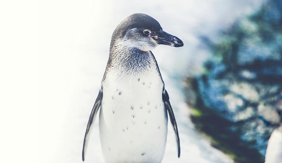 Penguin Photograph - Cute Penguin Standing On Ice Wall Art Prints by Wall Art Prints