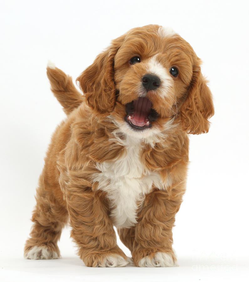 Cute Playful Cockapoo Puppy Photograph by Mark Taylor