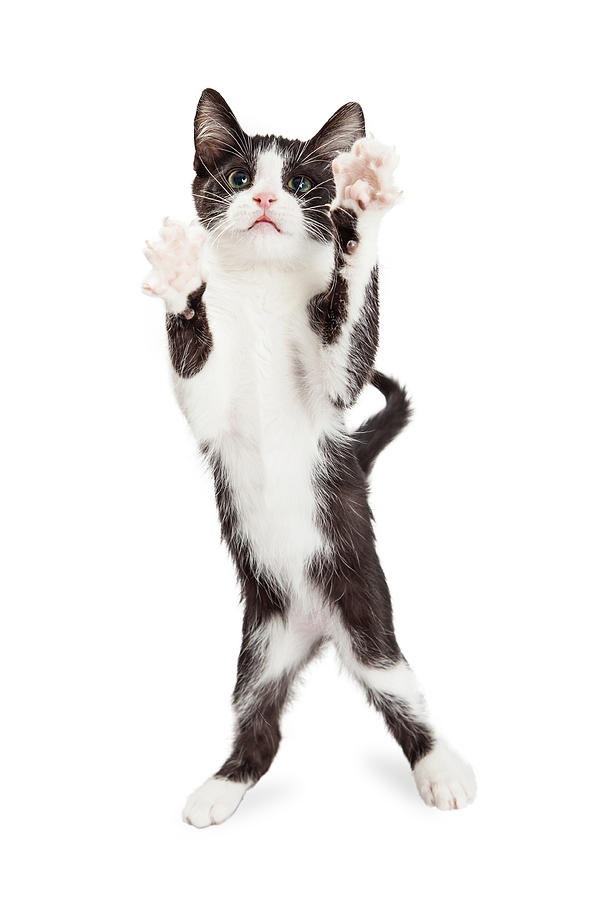 Animal Photograph - Cute Playful Kitten With Paws Up In Air by Good Focused