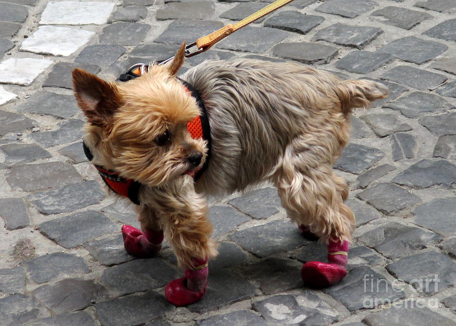 Cute Pooch Boots Photograph by Randall Weidner