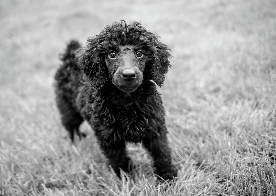 Cute poodle puppy Photograph by Ed James