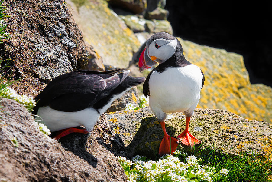 Cute puffin couple in Iceland Latrabjarg Photograph by Matthias Hauser