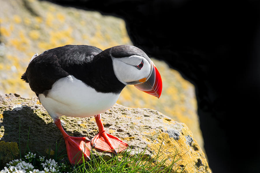 Cute Puffin in West Iceland Photograph by Matthias Hauser