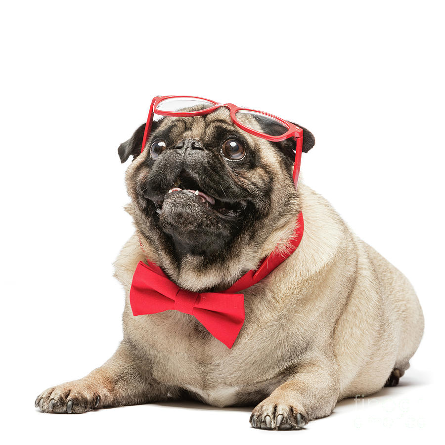Cute pug dog in red bowtie and glasses. Photograph by Michal Bednarek