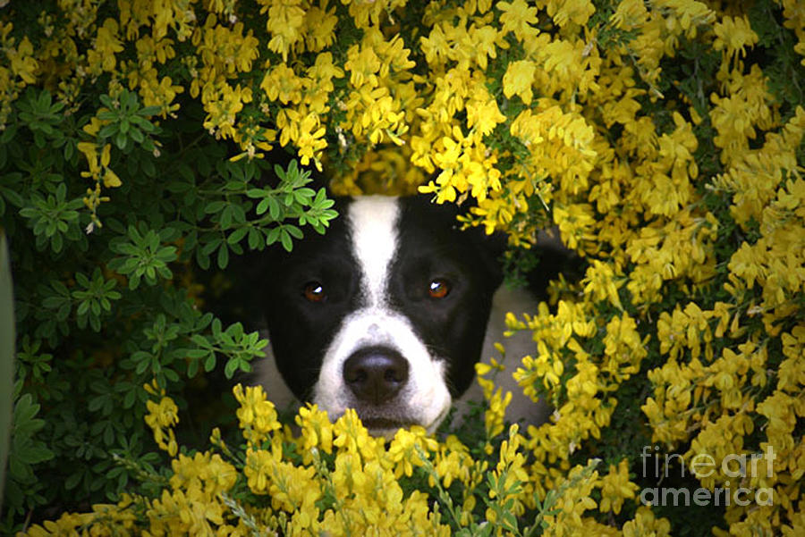 Cute Puppy and Flowers Photograph by Stephanie Laird