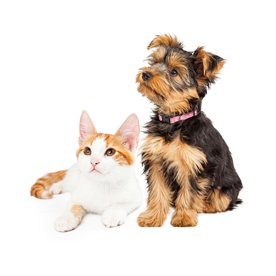 Cute Puppy and Kitten Sitting to Side  Photograph by Good Focused