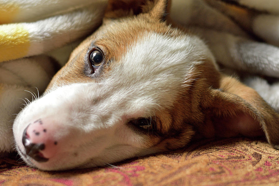 Cute Puppy Cuddles Photograph by Justin Mountain | Fine Art America