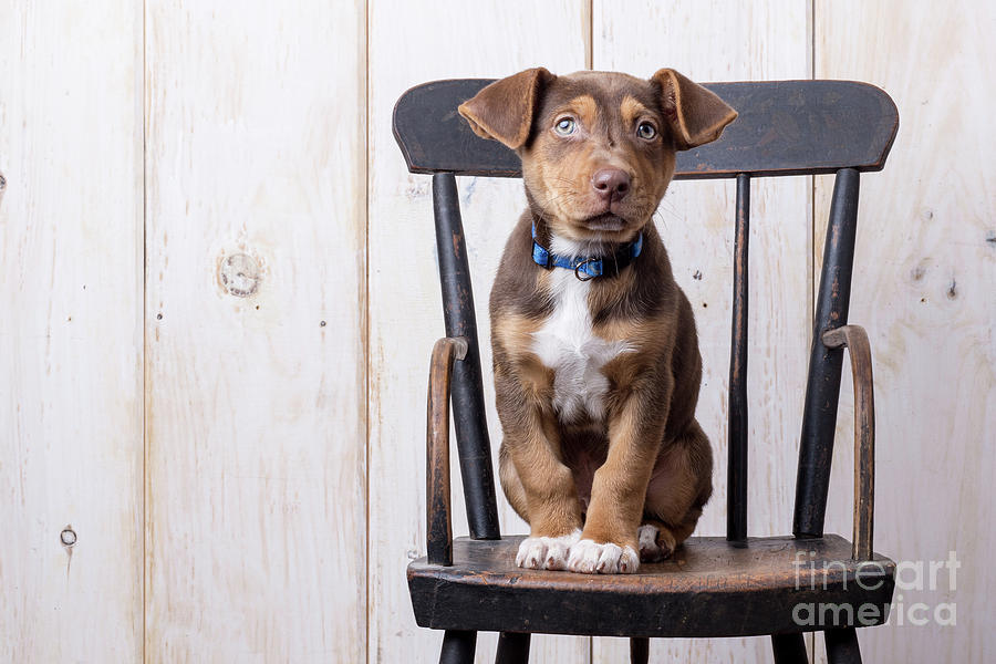 Cute Puppy dog on a high chair Photograph by Edward Fielding