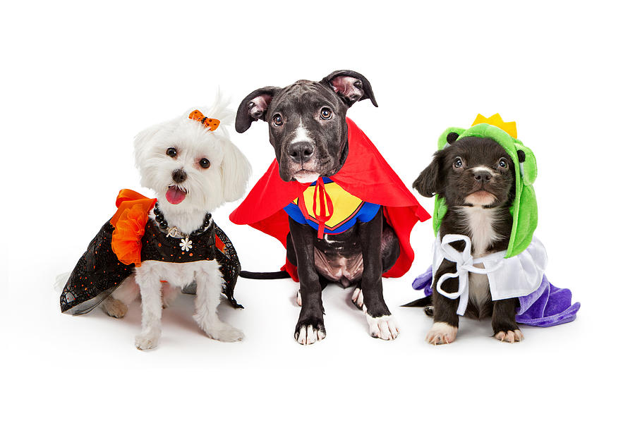 Halloween Photograph - Cute Puppy Dogs Wearing Halloween Costumes by Good Focused