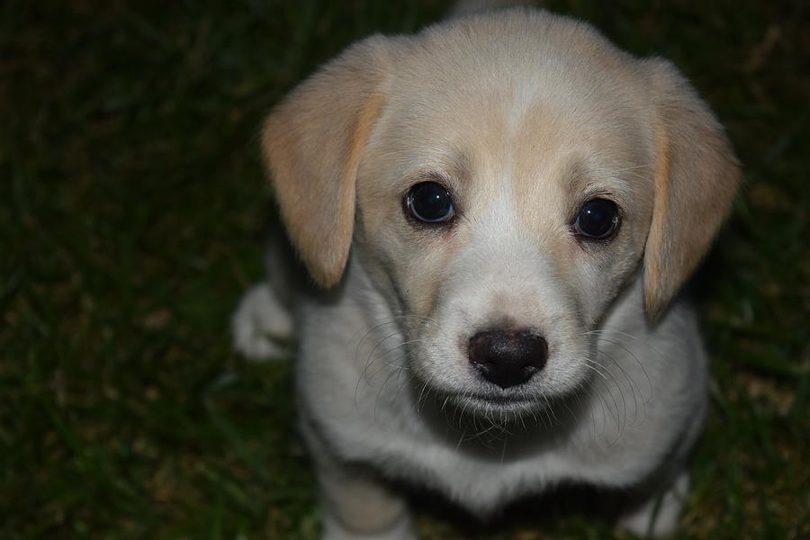 Cute Puppy Eyes Photograph by Steve Edwards | Fine Art America