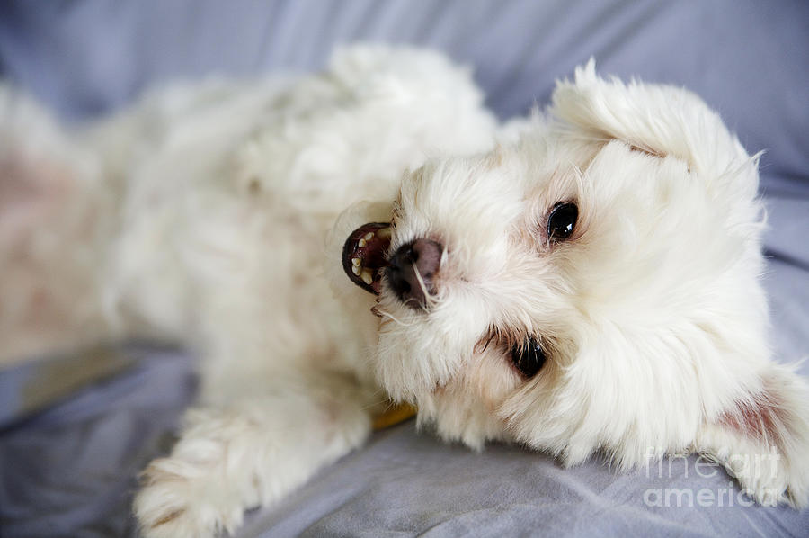 Animal Photograph - Cute Puppy by Kicka Witte - Printscapes