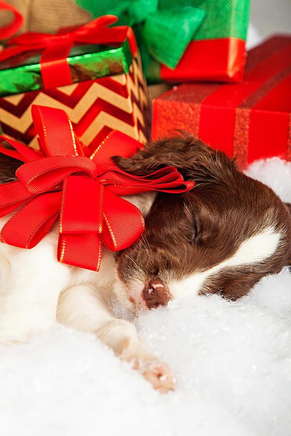 Christmas Photograph - Cute Puppy With Red Bow Sleeping By Gifts by Good Focused