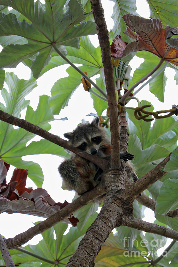 Cute Raccoon in Tree Photograph by Carol Groenen