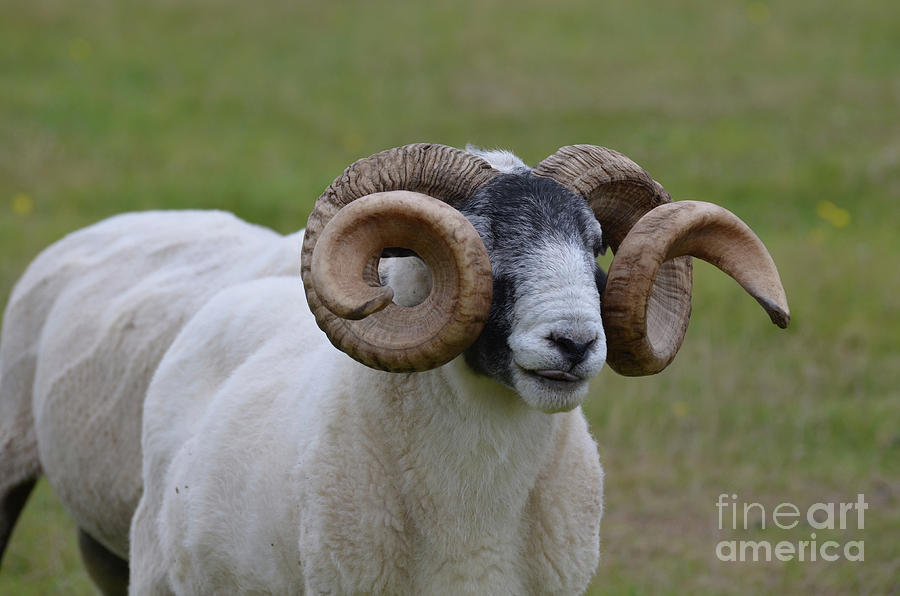 curly goat horns