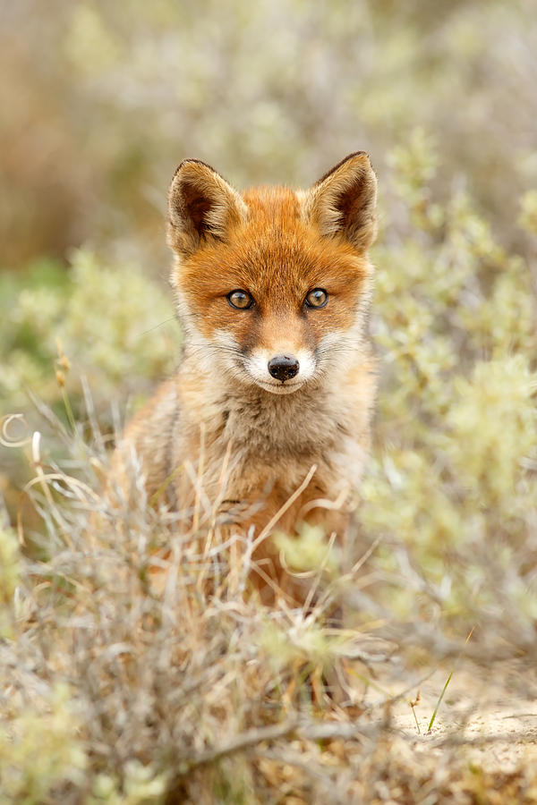 Animal Photograph - Cute Red Fox Kit by Roeselien Raimond