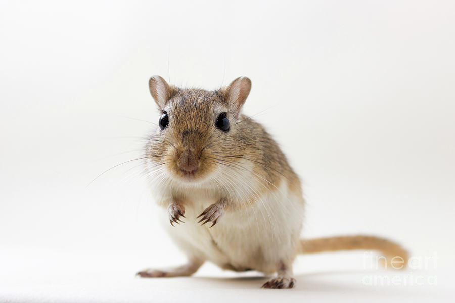 Cute Rodent Photograph
