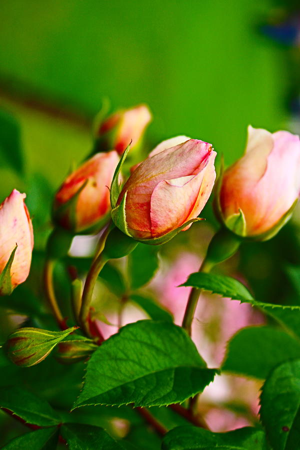 Cute Rose Buds  Photograph by Loretta S