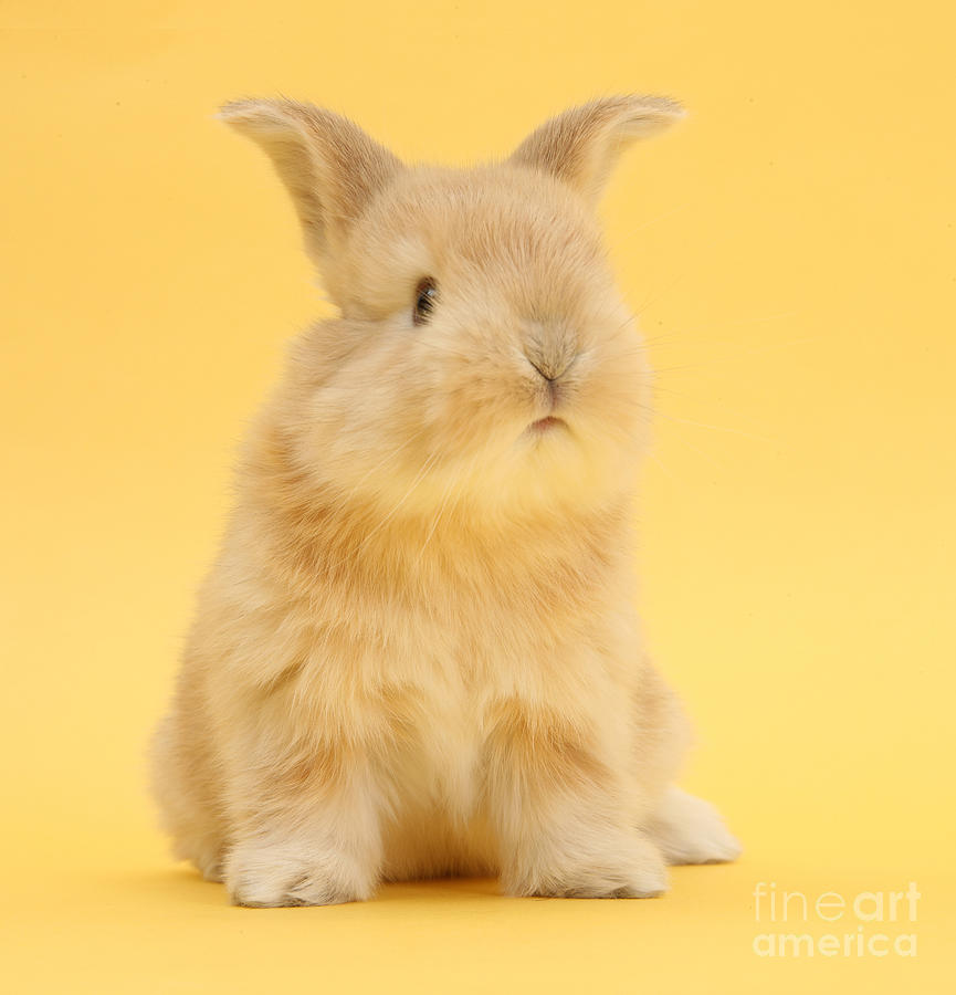 Cute sandy bunny on yellow background Photograph by Warren Photographic