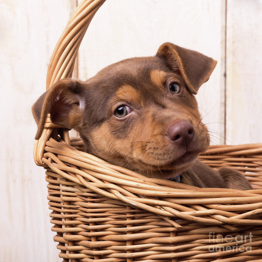 Cute Sato Puppy In A Basket Photograph By Edward Fielding