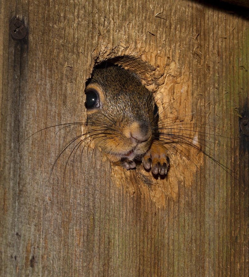 Cute Squirrel Photograph by Jean Noren