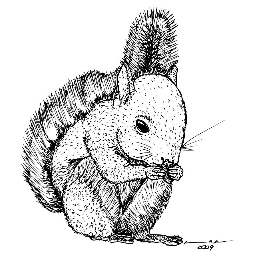Nature Drawing - Cute Squirrel by Karl Addison