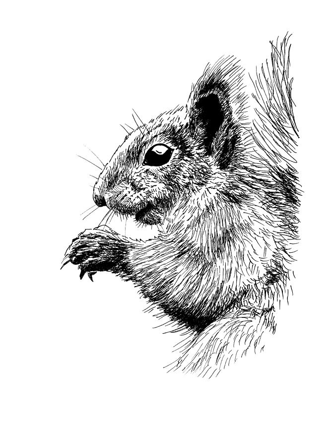 Animal Drawing - Cute Squirrel by Masha Batkova