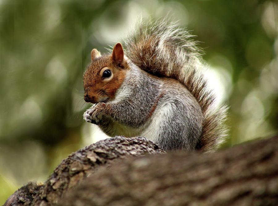 Tree squirrel Tree Squirrel Profile Facts: Nest, Lifespan, Habitat, More