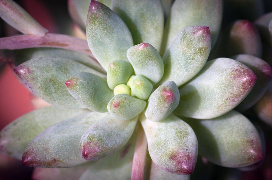 Cute Succulent Plant Photograph by Catherine Lau