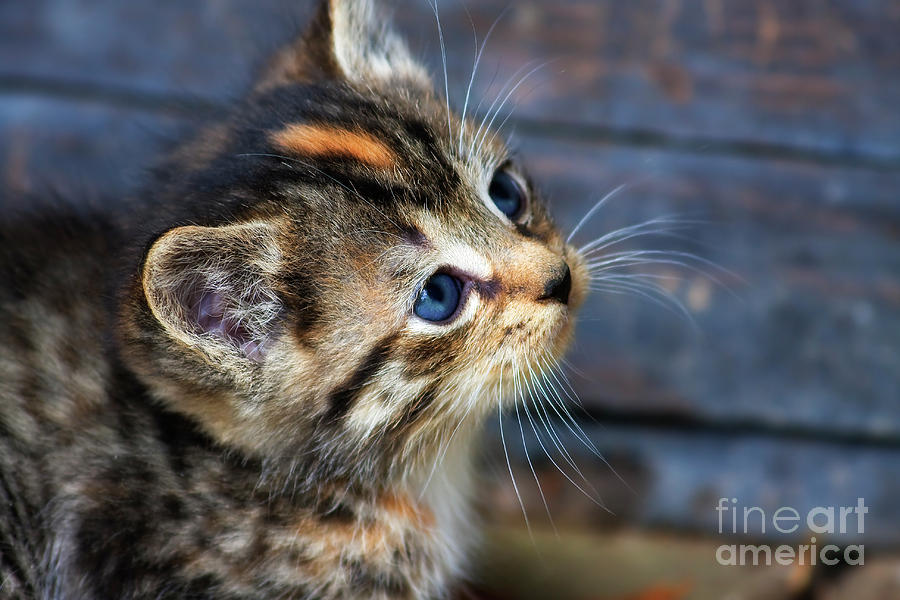 Cute Tabby Kitten Photograph by Jill Lang