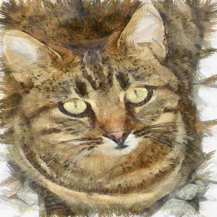 Cute Tabby Looking Up Drawing by Taiche Acrylic Art