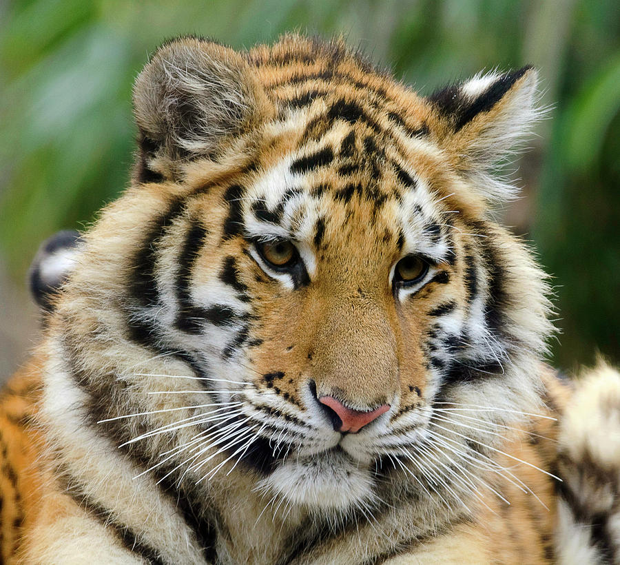Cute tiger cub Photograph by Enrique Mendez - Pixels